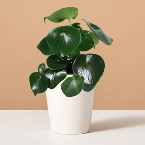 Пеперомия Рейндроп